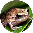 Amber Lindquist profile picture